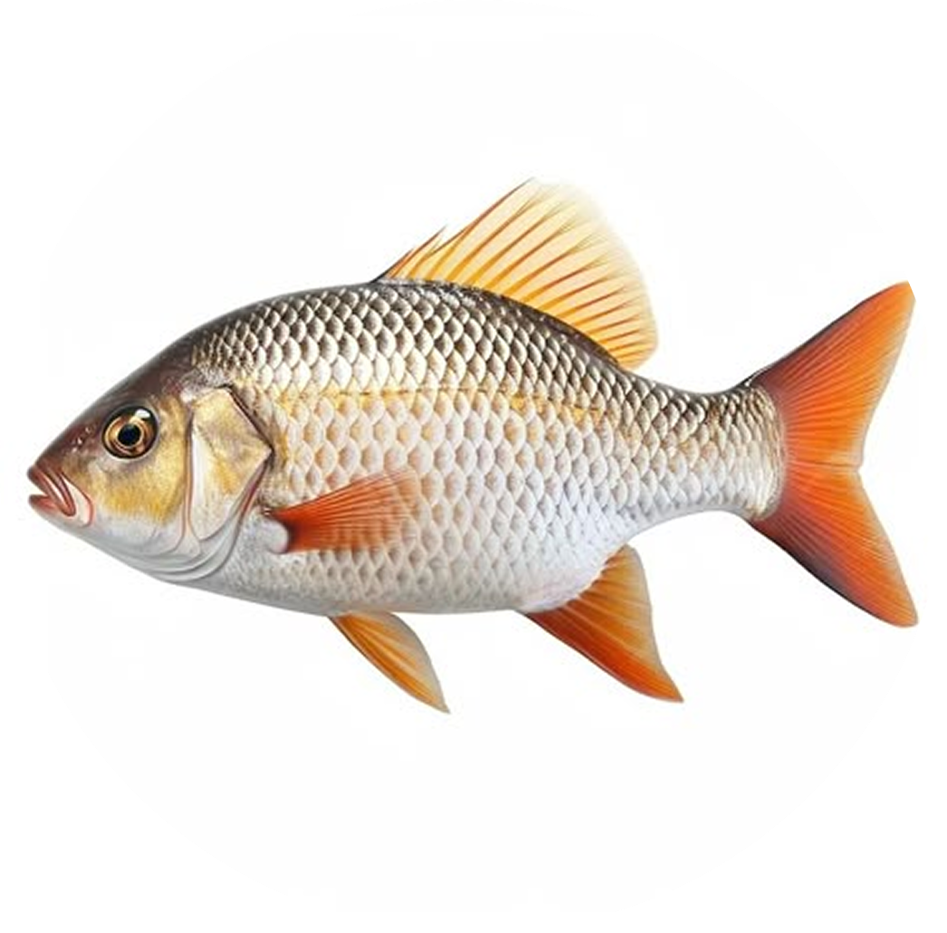 Ikan